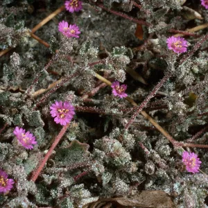 Alliona incarnata, Anza Borrego