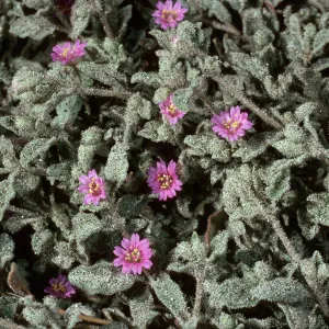 Alliona incarnata, Anza Borrego