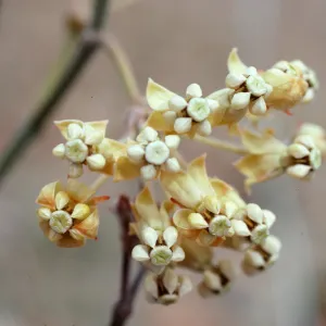 Asclepias albicans, Anza Borrego