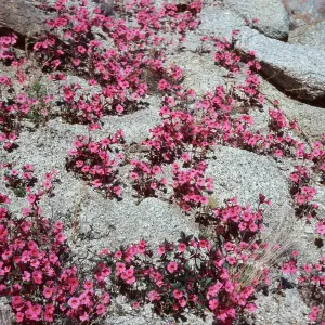 Mimulus bigelovii, S. W. Grove, mountain Palm Springs, Anza Borrego