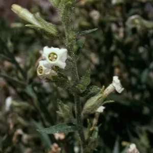 Nicotania, Anza Borrego