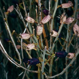 Thamnosma montana, trail to Monteros, Blair Valley, Anza Borrego
