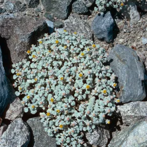 Psathyrotes ramosissima, Hunter Canyon, Saline Valley