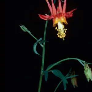 Aquilegia shockleyi, Hunter Canyon, Saline Valley