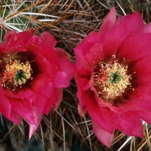 Echinocereus engelmannii, Saline Valley