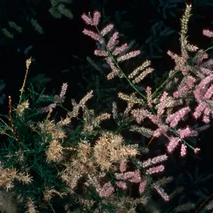 Tamarix, Saline Valley, Northern Mojave Desert