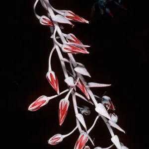 Dudleya anthonyi, San Martin Island