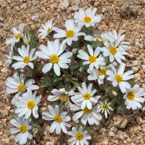 Monoptilon bellioides, North of Sheep Pass, Joshua Tree
