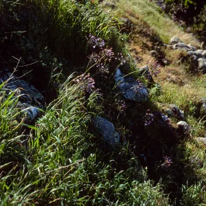 Triteleia clementina, Santa Cruz Island