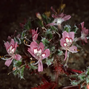 Loeseliastrum matthewsii, Red Rock Canyon Park, Santa Monica Mountains