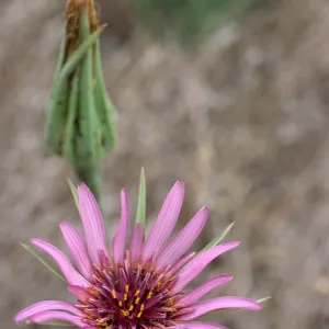 Tragopogon, Santa Cruz Island