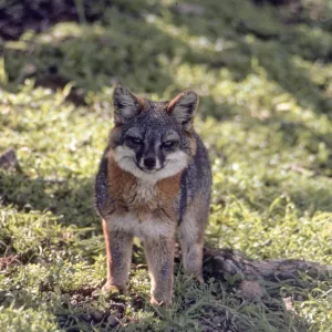 Island Fox, Santa Cruz Island, duplicate slide