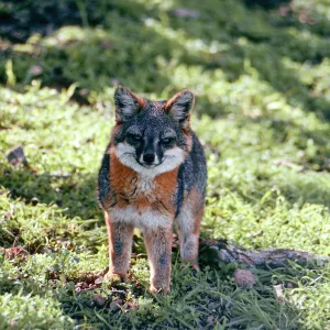 Island Fox, West of Peak 1848, Santa Cruz Island