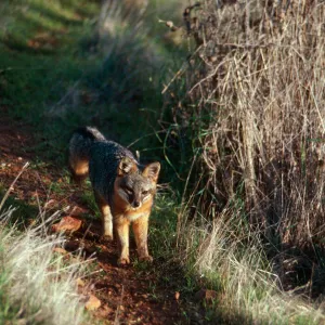 Island Fox, South Ridge Road, Santa Cruz Island