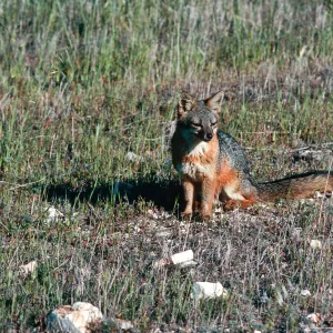 fox, East of navy base, Santa Cruz Island