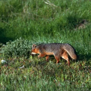 Island Fox, East of Christy Ranch, Santa Cruz Island