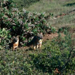 Island Foxes, South Ridge Road, Christy Pines, Santa Cruz Island