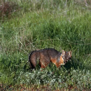 Island Fox, East of Christy Ranch, Santa Cruz Island