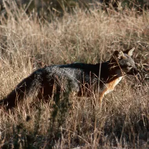 Island Fox, Santa Cruz Island