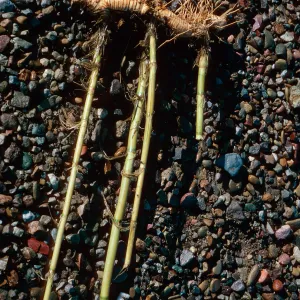 Arundo donax roots, Sauces Beach, Santa Cruz Island