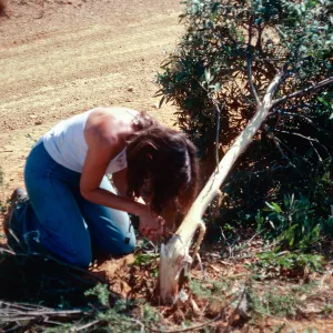 removal of Acacia, Ridge Road, Santa Cruz Island