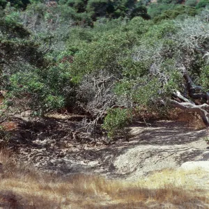 pig wallow, Casa Vieja, Santa Cruz Island