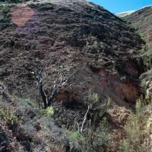 Acer location, upper Well Canyon, Santa Cruz Island