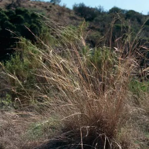 Oryzopsis miliacea, Cañada Del Portezuela, Santa Cruz Island