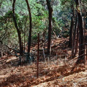 Ironwood enclosure, Lieshman, North of Ridge Road, Santa Cruz Island