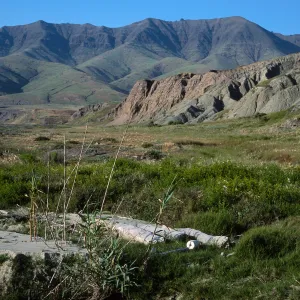 Arundo, Christy Ranch, Santa Cruz Island