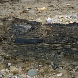Pseudotsuga log, Sauces Canyon, Santa Cruz Island