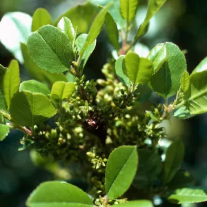Rhamnus pirifolia, lower Willows Canyon, Santa Cruz Island