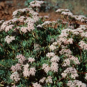 Eriogonum arborescens, Islay Canyon Road, Santa Cruz Island
