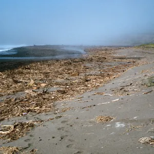 fennel washed up on Christy Beach after storms, Santa Cruz Island