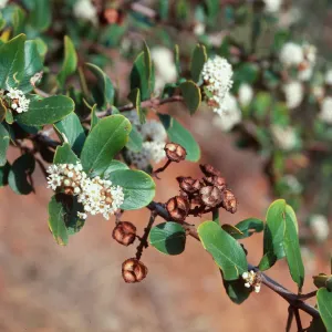 Ceanothus megacarpus insularis, Islay Canyon, Santa Cruz Island