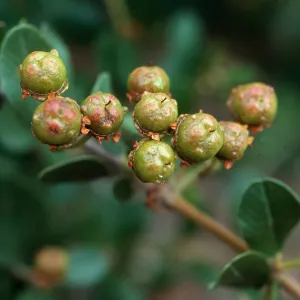 Ceanothus meacarpus insularis, Cañada Del Puerto, Santa Cruz Island
