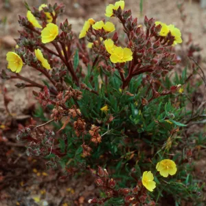 Helianthemum greenei, South ridge, 1 mile East of Christy Beach, Santa Cruz Island