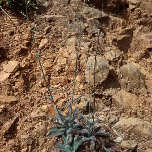 Hieracium, Cañada Del Portezuela, Santa Cruz Island