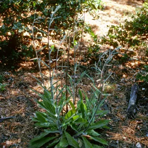 Hieracium, Eastern Pines, Santa Cruz Island