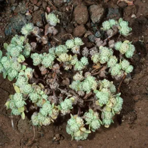 Psilocarphus, ¾ mile West of Picacho Diablo, Santa Cruz Island