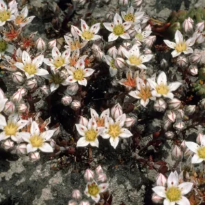 Dudleya nesiotica, Fraser Point, Duplicate, Santa Cruz Island