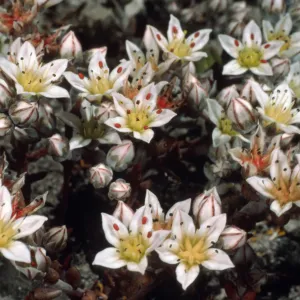Dudleya nesiotica, Fraser Point, Duplicate, Santa Cruz Island