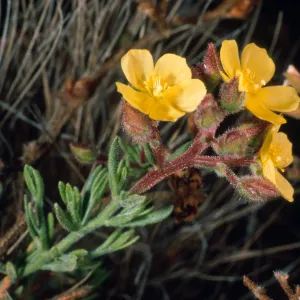 Helianthemum greenei, Duplicate, Santa Cruz Island