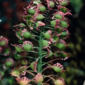 Thysanocarphus conchuliferus, Duplicate, Santa Cruz Island
