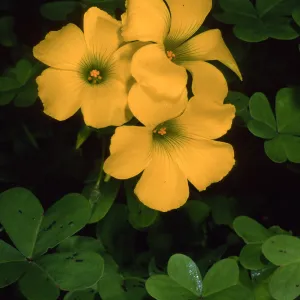 Oxalis pes-capre, Tunnel Road, Santa Baarbara County