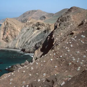 Viguiera lanata, W-facing bluffs in central part of island, Natividad Island
