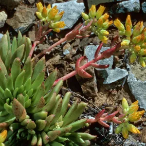Dudleya linearis, Northwest side, near lighthouse, West San Benito Island