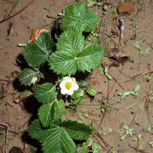 Fragaria vesca, Jualachichi Summit, Santa Barbara County