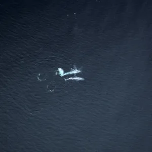 Blue Whales, Santa Barbara Channel
