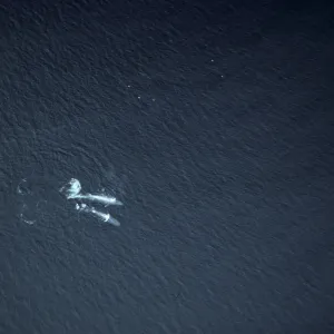 Blue Whales, Santa Barbara Channel